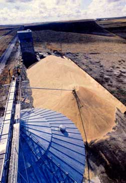 From 1951 to 2000, the world's farmers produced nearly double the amount of grain that had been produced from the beginning of agriculture to 1950. Future gains will be harder to come by.
